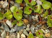 Salix herbacea